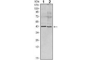 Western Blot showing Apoa5 antibody used against human serum (1) and Apoa5 recombinant protein (2).