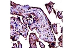 C9 antibody immunohistochemistry analysis in formalin fixed and paraffin embedded human placenta tissue. (C9 抗体  (AA 191-220))