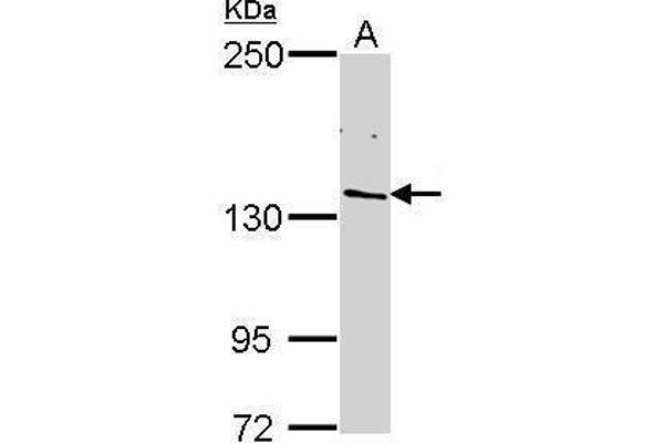 POLR2B anticorps  (N-Term)