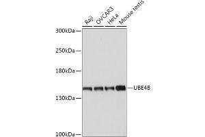 Western blot analysis of extracts of various cell lines, using UBE4B antibody (ABIN7271133) at 1:1000 dilution.