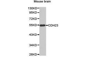 Western Blotting (WB) image for anti-Cadherin 23 (CDH23) antibody (ABIN1871707) (CDH23 抗体)