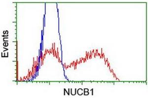 HEK293T cells transfected with either RC201786 overexpress plasmid (Red) or empty vector control plasmid (Blue) were immunostained by anti-NUCB1 antibody (ABIN2455248), and then analyzed by flow cytometry. (Nucleobindin 1 抗体)