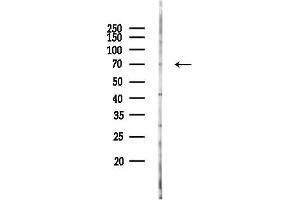 anti-AT Rich Interactive Domain 3B (BRIGHT-Like) (ARID3B) antibody