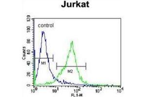 Flow cytometric analysis of Jurkat cells using GCLC / GLCLC Antibody (N-term) Cat. (GCLC 抗体  (N-Term))