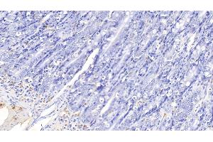 Detection of IL17 in Canine Small intestine Tissue using Polyclonal Antibody to Interleukin 17 (IL17) (IL-17 抗体  (AA 1-155))