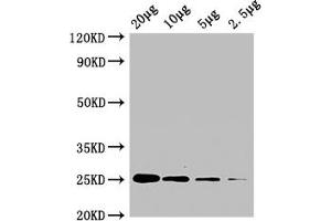 Western Blot Positive WB detected in: A549 whole cell lysate at 20 μg, 10 μg, 5 μg, 2. (CD9 抗体  (AA 112-195))
