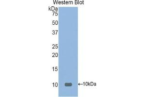 Detection of Recombinant FNDC5, Mouse using Polyclonal Antibody to Fibronectin Type III Domain Containing Protein 5 (FNDC5)