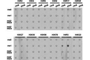 Dot-blot analysis of all sorts of methylation peptidesusing H4R3me1 antibody.