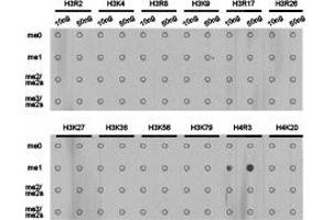Dot-blot analysis of all sorts of methylation peptidesusing H4R3me1 antibody. (Histone 3 抗体  (meArg3))