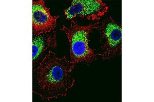 Fluorescent confocal image of MCF-7 cell stained with PTTG2 Antibody (Center) (ABIN1538490 and ABIN2848579). (PTTG2 抗体  (AA 56-84))