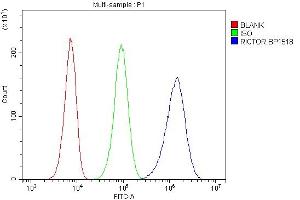 anti-RPTOR Independent Companion of mTOR, Complex 2 (RICTOR) (AA 23-264) antibody