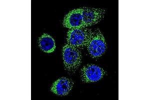 Confocal immunofluorescent analysis of CASP12 Antibody (Center) (ABIN655966 and ABIN2845350) with 293 cell followed by Alexa Fluor 488-conjugated goat anti-rabbit lgG (green). (Caspase 12 抗体  (AA 165-193))