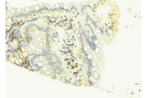 ABIN6268676 at 1/100 staining Mouse colon tissue by IHC-P. (Caspase 4 抗体  (Internal Region))