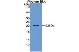 Western Blotting (WB) image for anti-Interleukin 19 (IL19) (AA 25-177) antibody (ABIN1868597)