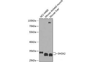 Western blot analysis of extracts of various cell lines using SHOX2 Polyclonal Antibody at dilution of 1:1000. (SHOX2 抗体)