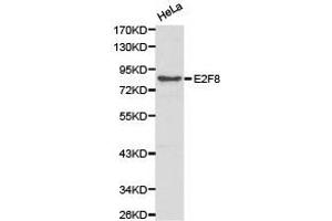 Western Blotting (WB) image for anti-E2F Transcription Factor 8 (E2F8) antibody (ABIN1872401) (E2F8 抗体)