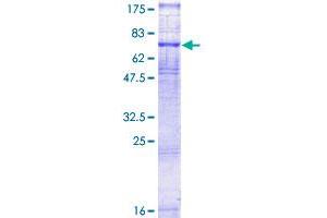 VIPR1 Protein (AA 1-457) (GST tag)