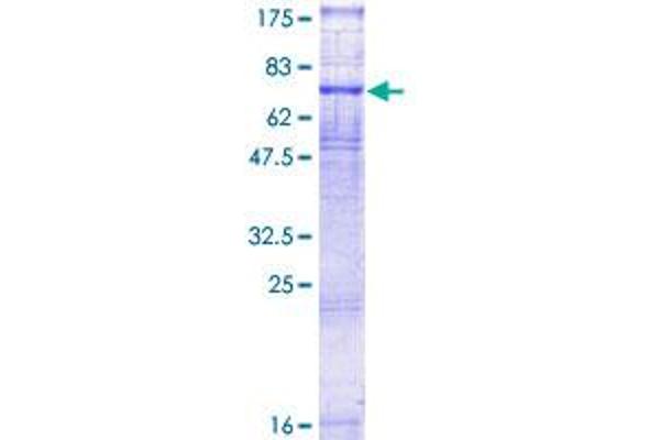VIPR1 Protein (AA 1-457) (GST tag)