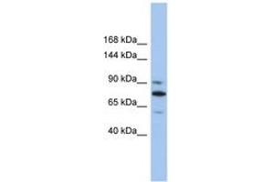 Image no. 1 for anti-Kinesin Family Member 23 (KIF23) (AA 539-588) antibody (ABIN6742419) (KIF23 抗体  (AA 539-588))