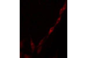 ABIN6275284 staining RAW264. (ME3 抗体  (C-Term))