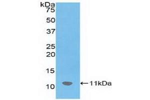 Western blot analysis of recombinant Mouse SDF1.