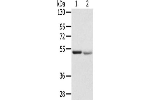SLC24A6 抗体