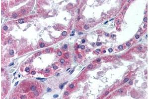 Human Kidney (formalin-fixed, paraffin-embedded) stained with ATG12 antibody ABIN305747 at 5 ug/ml followed by biotinylated goat anti-rabbit IgG secondary antibody ABIN481713, alkaline phosphatase-streptavidin and chromogen. (ATG12 抗体  (Internal Region))
