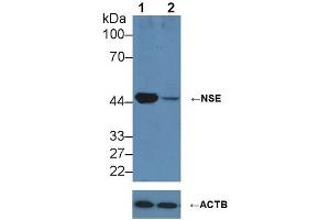 Knockout Varification:,Lane 1: Wild-type HepG2 cell lysate,Lane 2: NSE knockout HepG2 cell lysate,Predicted MW: 43,48 kDa ,Observed MW: 50 kDa,Primary Ab: 2 μg/mL Rabbit Anti-Human NSE Antibody,Second Ab: 0. (ENO2/NSE 抗体  (AA 1-434))