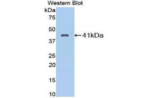 Western Blotting (WB) image for anti-Kininogen 1 (KNG1) (AA 22-379) antibody (ABIN3206959) (KNG1 抗体  (AA 22-379))