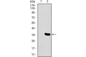 Western Blotting (WB) image for anti-Mesoderm Posterior 2 Homolog (Mesp2) (AA 37-94) antibody (ABIN1845976) (Mesp2 抗体  (AA 37-94))