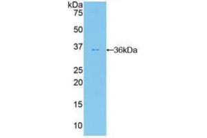 Western blot analysis of recombinant Human PKBb. (AKT2 抗体  (AA 142-412))
