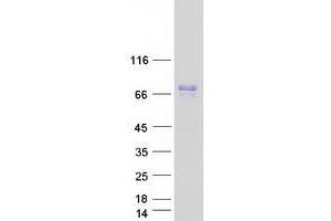 Western Blotting (WB) image for Protein tyrosine Phosphatase, Non-Receptor Type 5 (Striatum-Enriched) (PTPN5) (Transcript Variant 1) protein (Myc-DYKDDDDK Tag) (ABIN2730116)
