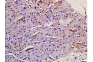 Formalin-fixed and paraffin embedded mouse pancreas labeled with Anti-Frizzled 5/8 Polyclonal Antibody, Unconjugated  at 1:200 followed by conjugation to the secondary antibody and DAB staining. (Frizzled5/8 抗体  (AA 51-150))