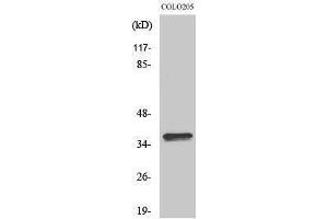 Western Blotting (WB) image for anti-Olfactory Receptor, Family 4, Subfamily A, Member 15 (OR4A15) (C-Term) antibody (ABIN3186083) (OR4A15 抗体  (C-Term))