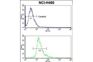 Flow cytometric analysis of NCI- cells using CXADR Antibody (Center) (bottom histogram) compared to a negative control cell (top histogram). (Coxsackie Adenovirus Receptor 抗体  (AA 132-161))