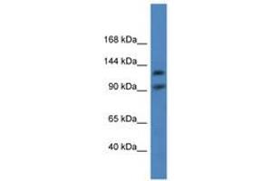 Image no. 1 for anti-Lon Peptidase 2, Peroxisomal (LONP2) (AA 570-619) antibody (ABIN6746869) (LONP2 抗体  (AA 570-619))