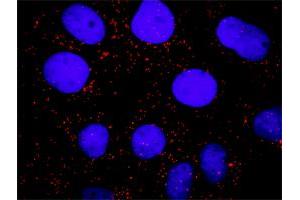 Proximity Ligation Assay (PLA) image for anti-Protein tyrosine Phosphatase, Non-Receptor Type 11 (PTPN11) (AA 1-460) antibody (ABIN519514)