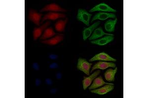 ABIN7093880 and ABIN7097923 staining Hela cells by IF/ICC. (Glutaredoxin 2 抗体  (Internal Region))