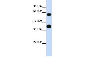 WB Suggested Anti-CEBPA Antibody Titration: 0. (CEBPA 抗体  (Middle Region))