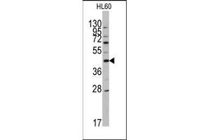 Western blot analysis of anti-APOA5 Antibody (N-term) in HL60 cell line lysates (35ug/lane). (APOA5 抗体  (N-Term))