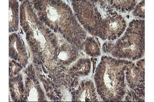 Image no. 2 for anti-Platelet/endothelial Cell Adhesion Molecule (PECAM1) antibody (ABIN1497247) (CD31 抗体)