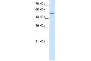 WB Suggested Anti-NR1H2 Antibody Titration:  1. (NR1H2 抗体  (Middle Region))