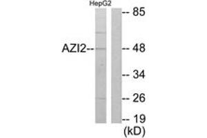 Western blot analysis of extracts from HepG2 cells, using AZI2 Antibody. (AZI2 抗体  (AA 10-59))