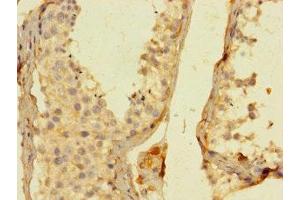 Immunohistochemistry of paraffin-embedded human testis tissue using ABIN7156163 at dilution of 1:100