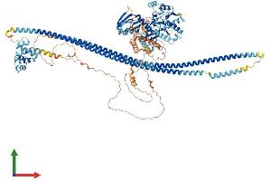 Protein Structure (PS) image for Caspase Recruitment Domain Family, Member 11 (CARD11) (AA 1-1154) protein (His tag) (ABIN7552839)