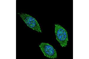 Confocal immunofluorescent analysis of CSF2 Antibody (Center) (ABIN654647 and ABIN2844343) with 293 cell followed by Alexa Fluor 488-conjugated goat anti-rabbit lgG (green). (GM-CSF 抗体  (AA 59-85))