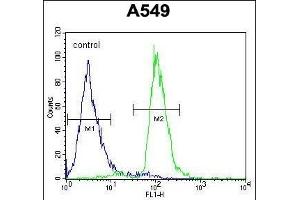 C12orf48 Antibody (C-term) (ABIN654041 and ABIN2843950) flow cytometric analysis of A549 cells (right histogram) compared to a negative control cell (left histogram). (PARPBP 抗体  (C-Term))