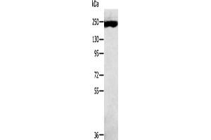 Gel: 6 % SDS-PAGE, Lysate: 40 μg, Lane: K562 cells, Primary antibody: ABIN7191442(MED13 Antibody) at dilution 1/300, Secondary antibody: Goat anti rabbit IgG at 1/8000 dilution, Exposure time: 10 minutes (MED13 抗体)