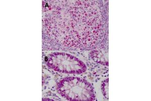 Immunohistochemical staining (Formalin-fixed paraffin-embedded sections) of human tonsil (A) and human colon (B) with WDHD1 monoclonal antibody, clone 20G10  at 15 ug/mL working concentration.