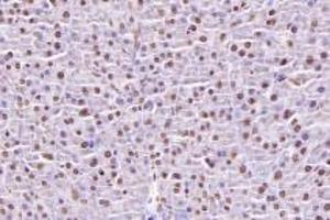 Immunohistochemistry analysis of paraffin-embedded mouse pancreas using,NUBP2 (ABIN7074922) at dilution of 1: 600 (NUBP2 抗体)